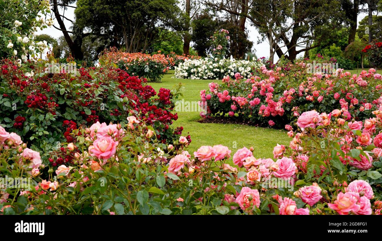 Rose garden.  Beautiful display of roses in a large garden setting. Stock Photo