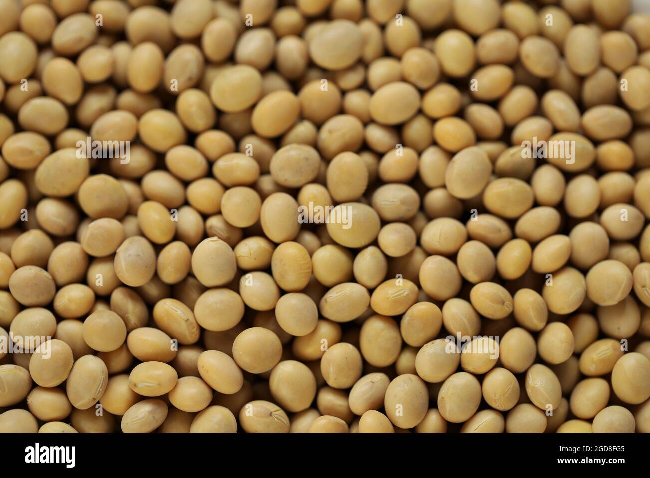 Soybeans Background.Vegetable source of protein. Soybean closeup. Food