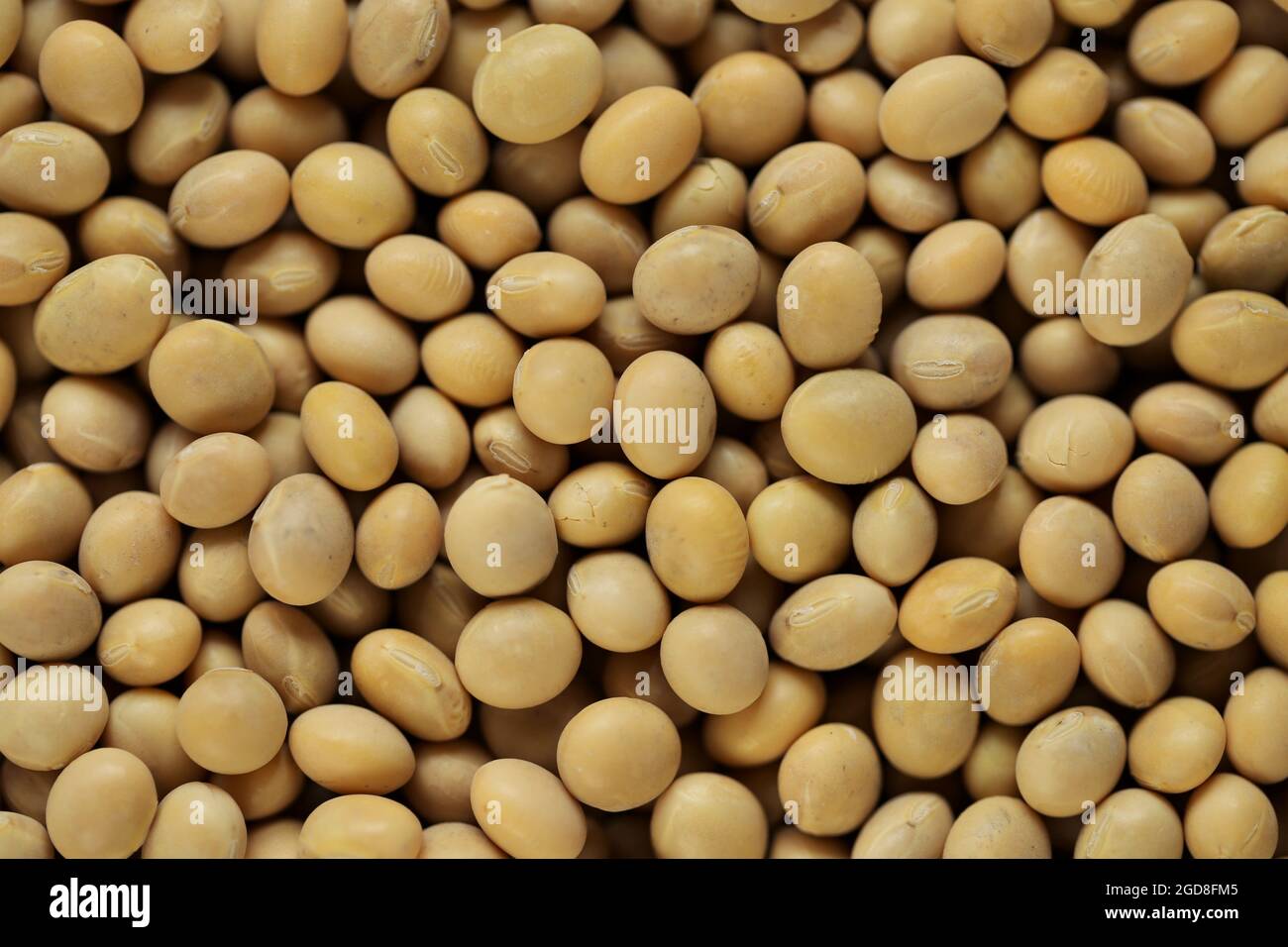 Soybeans Background.Vegan and vegetarian plant protein. Vegetable source of protein. Soybean