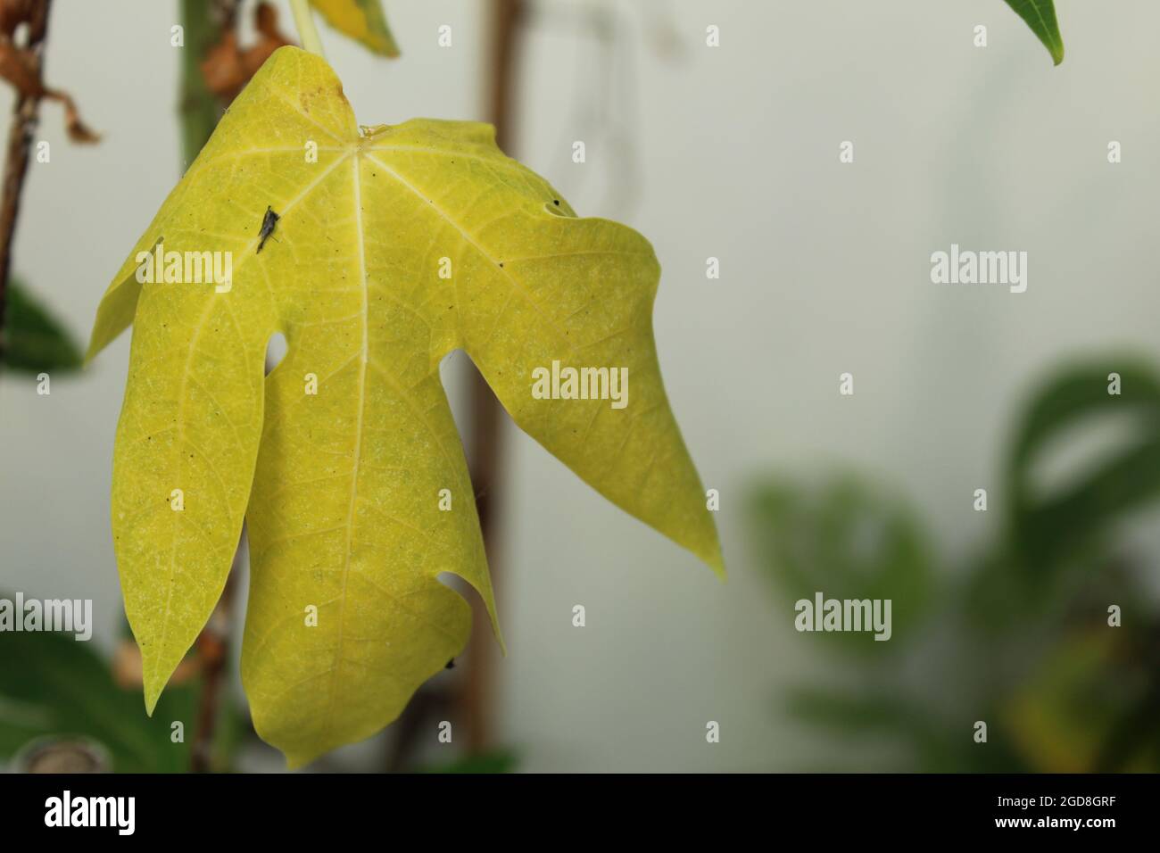 yellow withered papaya leaves on white background blur Stock Photo Alamy