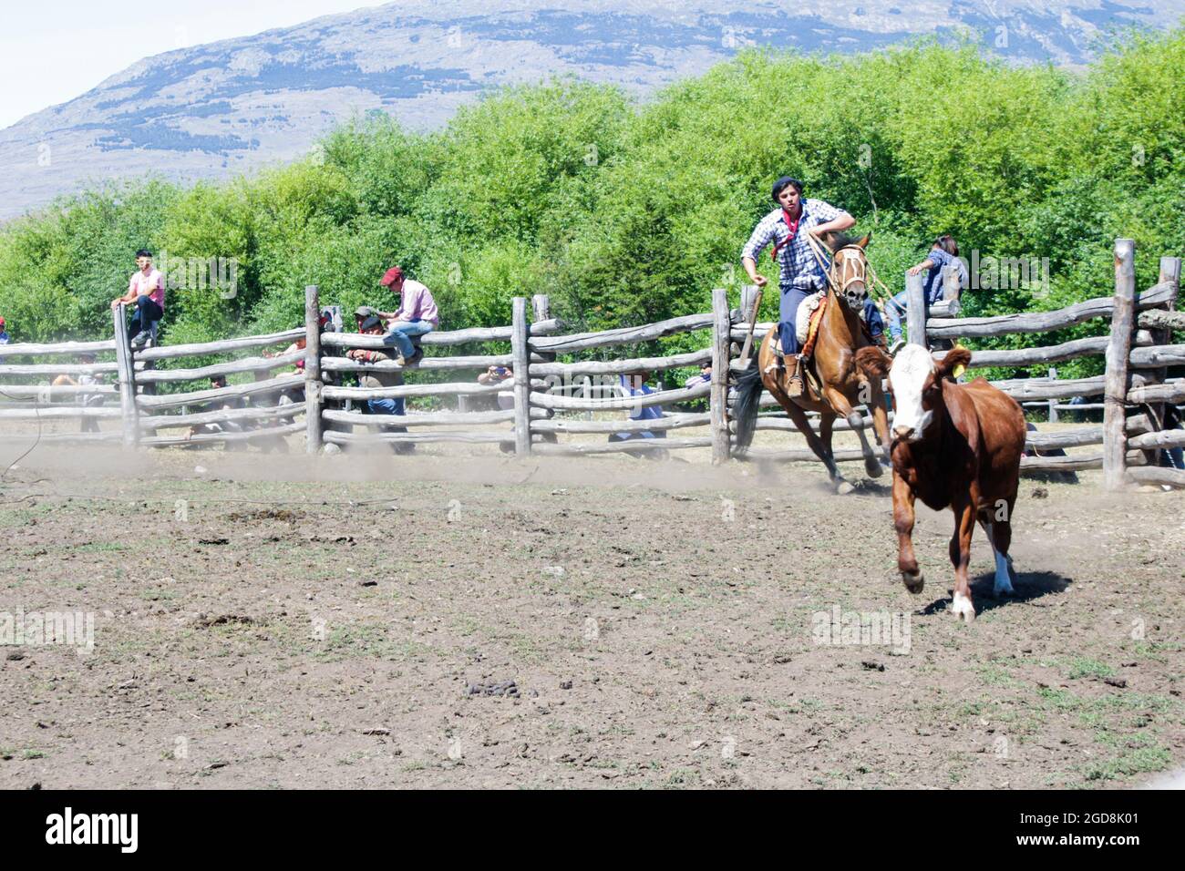 COCHRANE, CHILE - Jan 31, 2016: Gaucho on horseback in pursuit of calf. Patagonia. Region de Aysen. Stock Photo