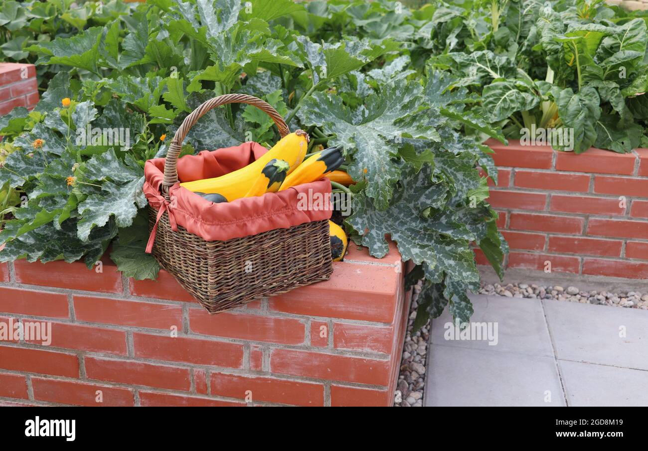 A modern vegetable garden with raised briks beds . .Raised beds