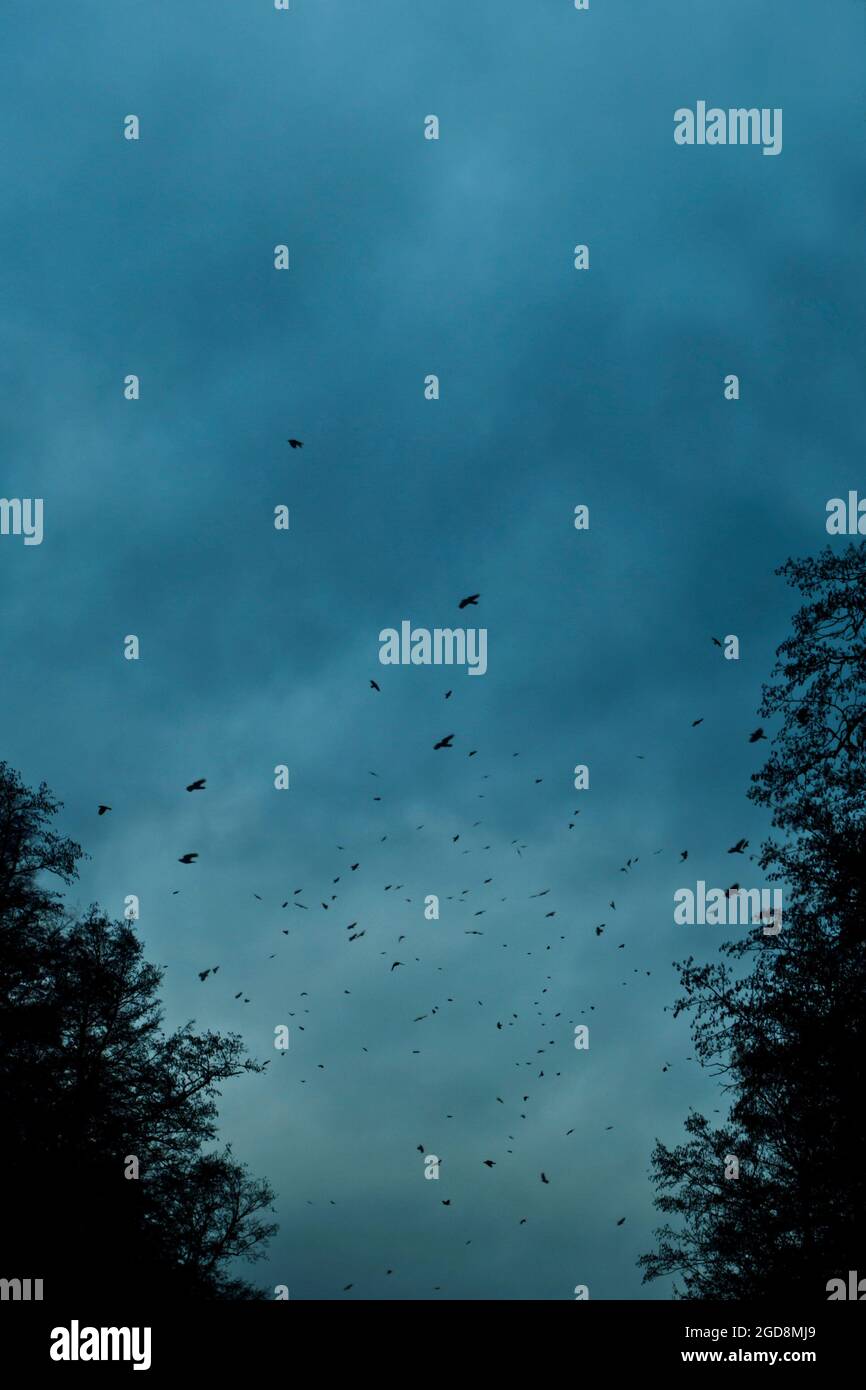 dark sky with trees in silhouette and birds flying by Stock Photo