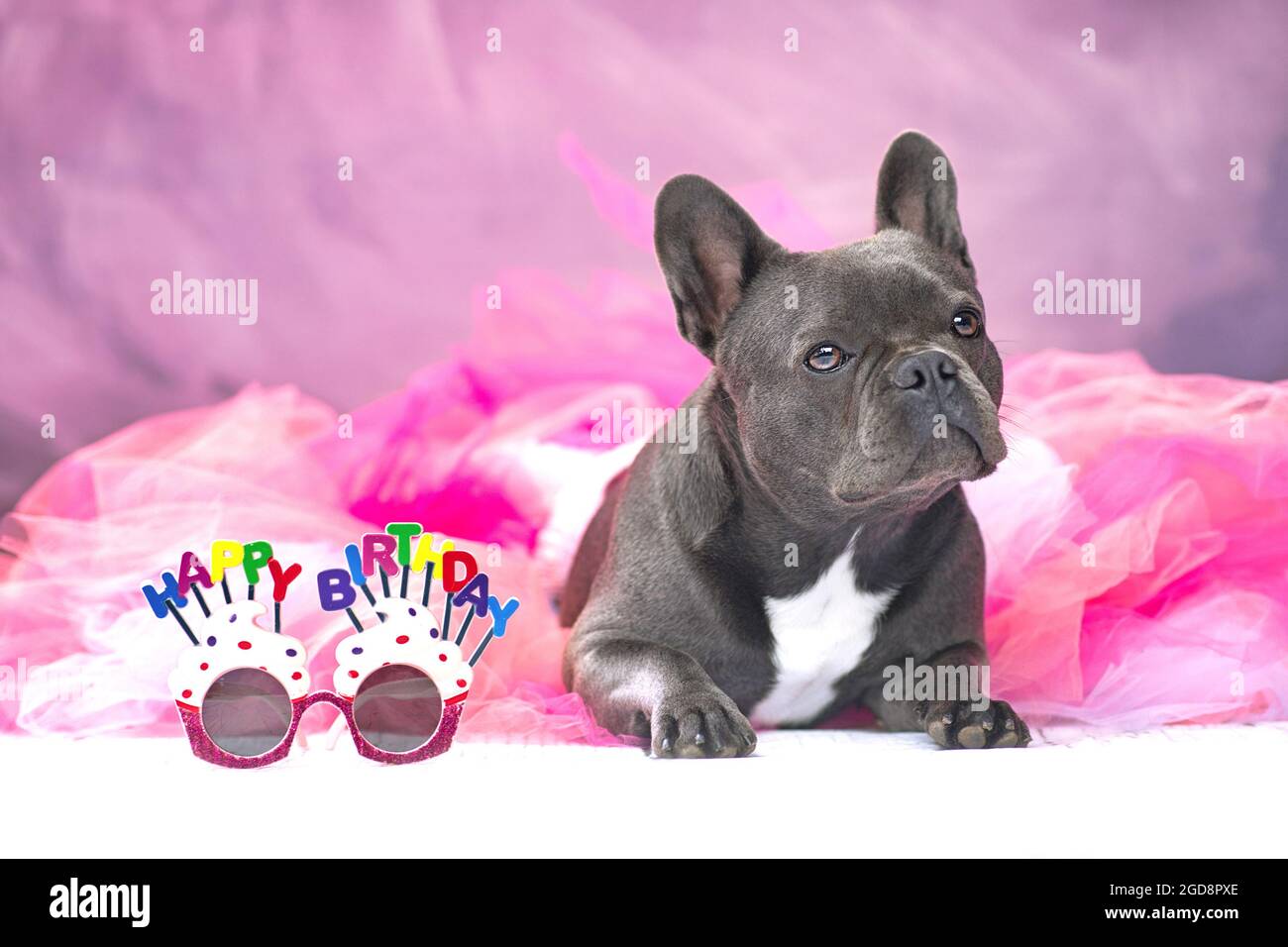 French Bulldog dog wearing pink tutu skirt with glasses saying 'Happy Birthday' Stock Photo