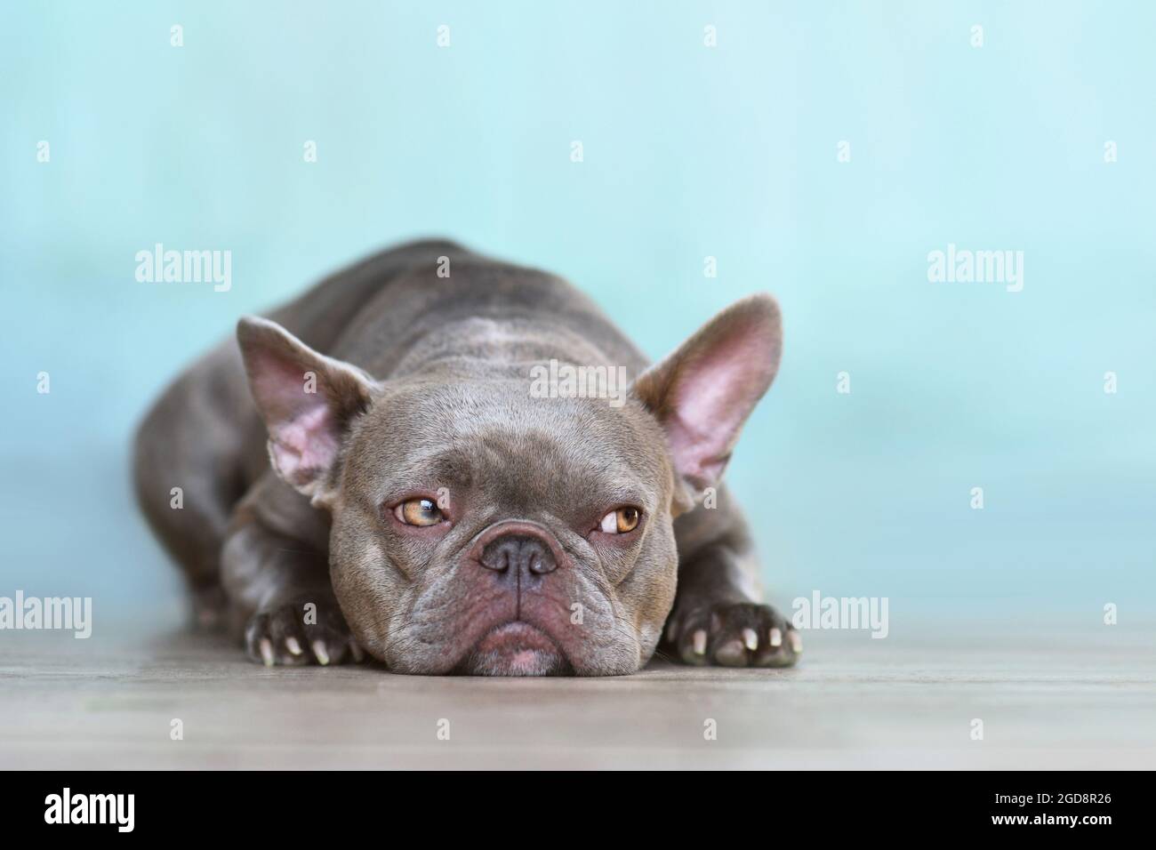 Sulking lilac brindle French Bulldog dog with yellow eyes looking to side in front of blue wall Stock Photo