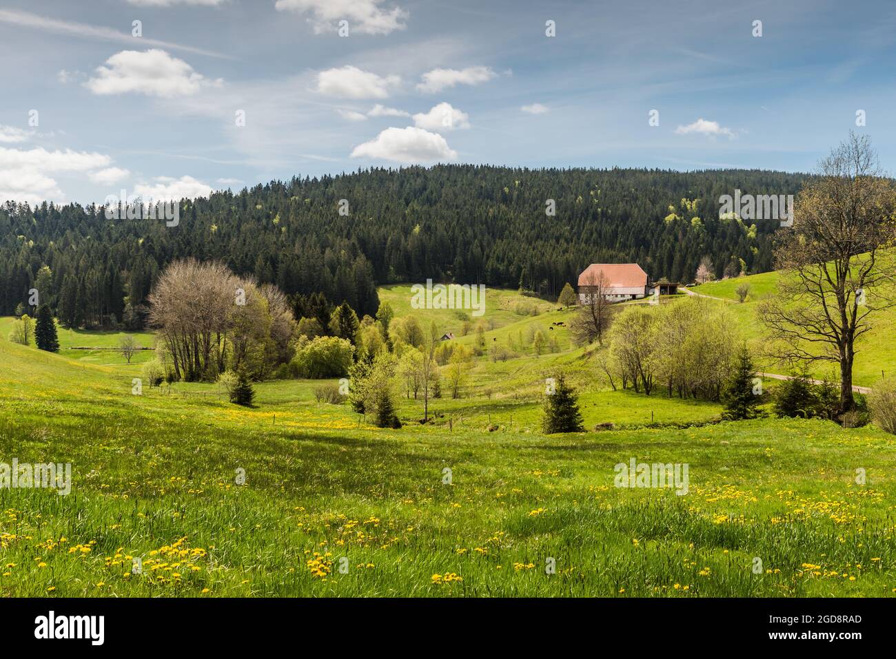 Traditional farm house in Black Forest, Jostal near Breitnau, BadenWuerttemberg, Germany Stock