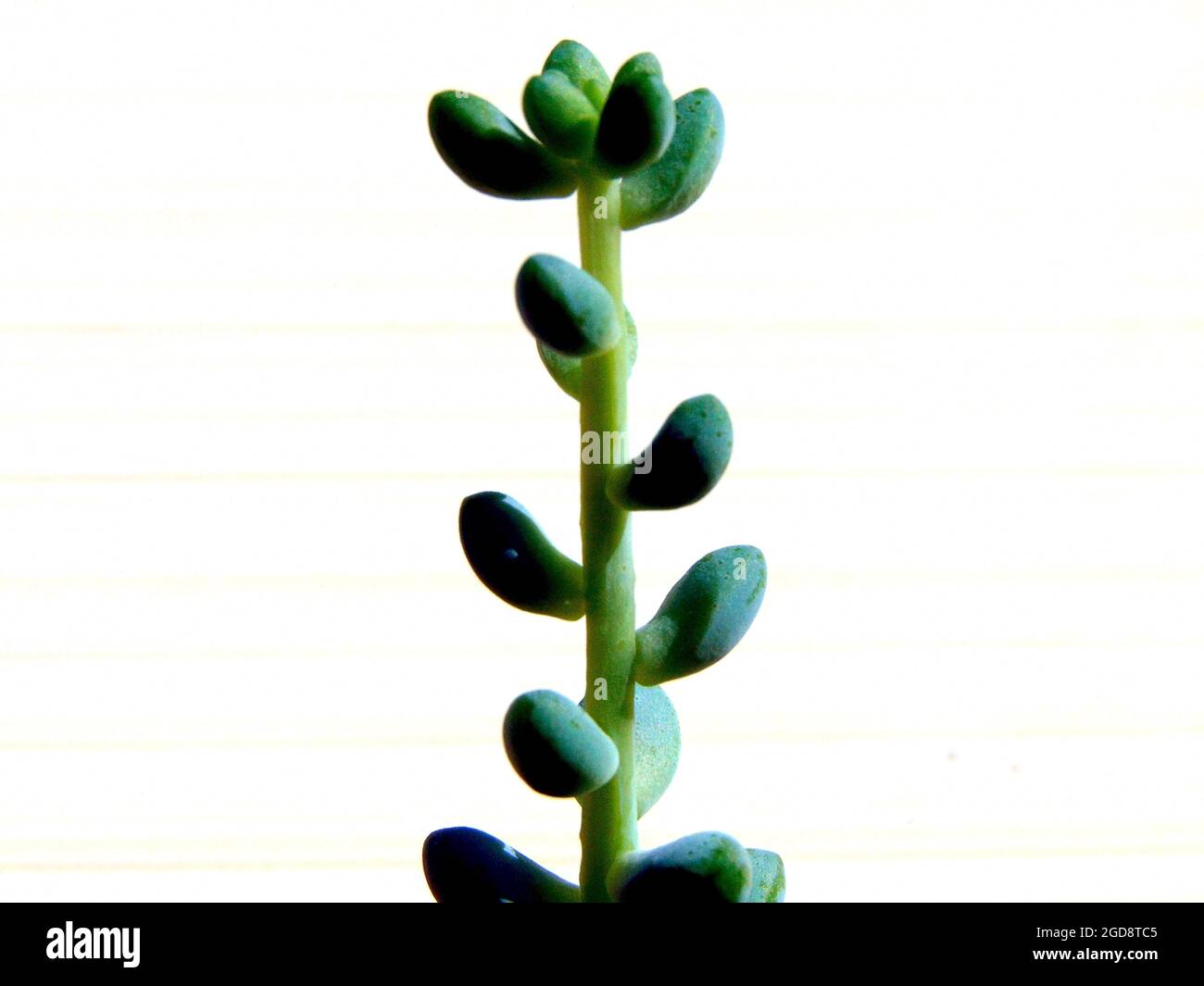 Burro's Tail (Sedum burrito Moran) plant isolated on white Stock Photo