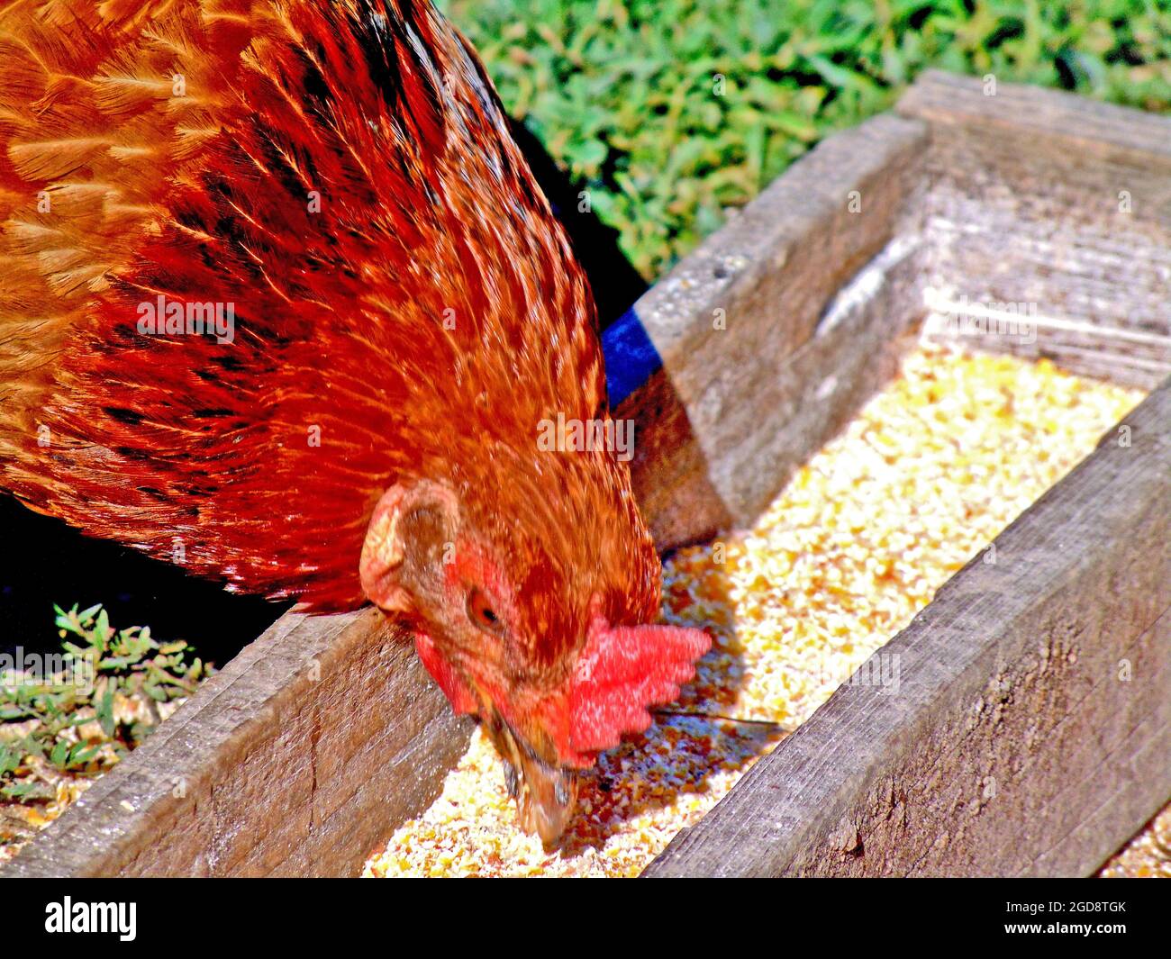 a chicken eats corn flour Stock Photo Alamy