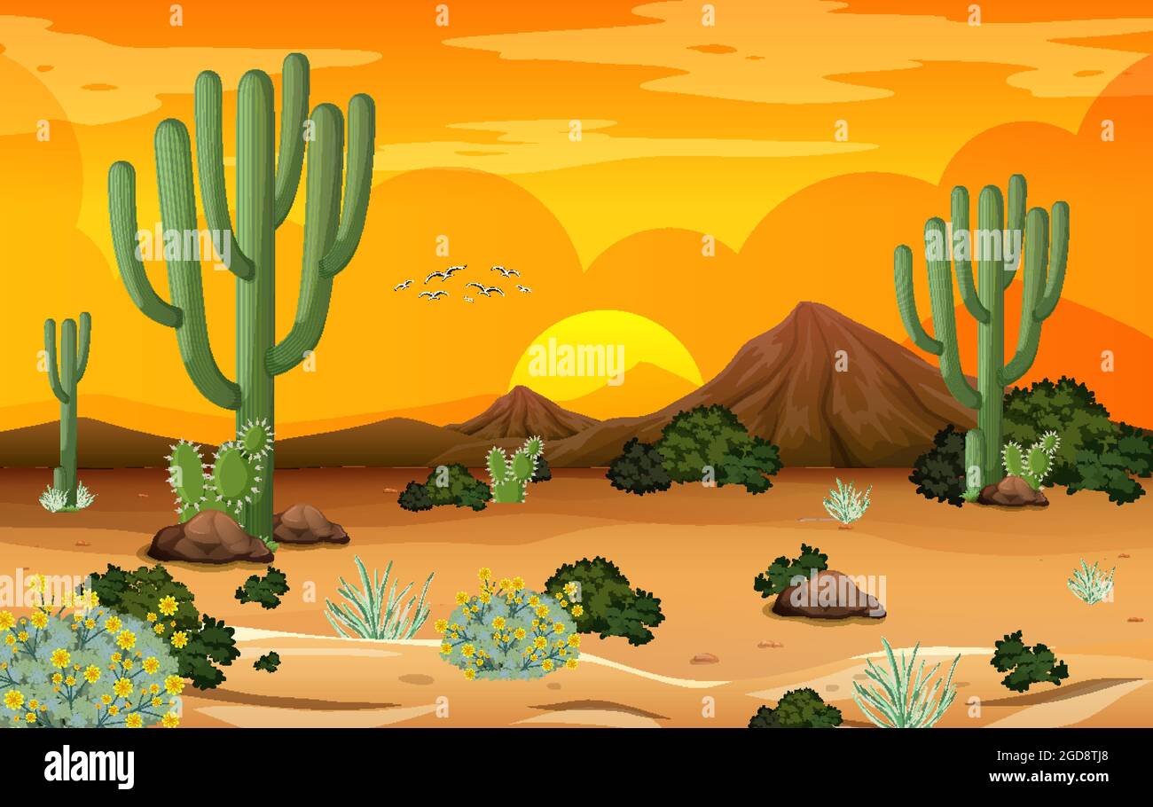 Desert forest landscape at sunset time scene with many cactuses ...