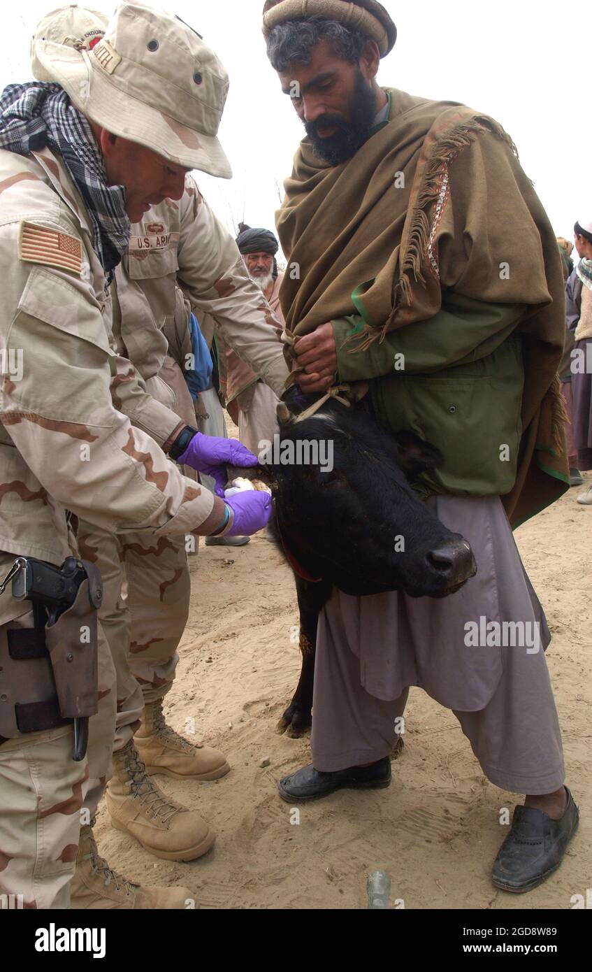 A US Army (USA) veterinarian provides medical care to a sick pregnant cow during a Medical Civil Action Program (MEDCAP) held in the village of Aroki, Province of Kapisa, in Afghanistan, in support of Operation ENDURING FREEDOM.  (USAF PHOTO BY SSGT CHERIE A. THURLBY 030121-F-7203T-032) Stock Photo