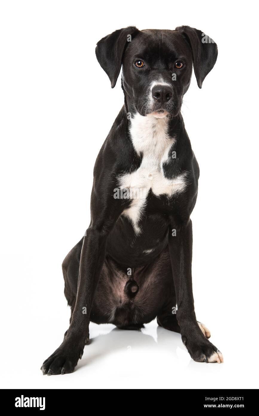Cross breed dog on white background Stock Photo - Alamy