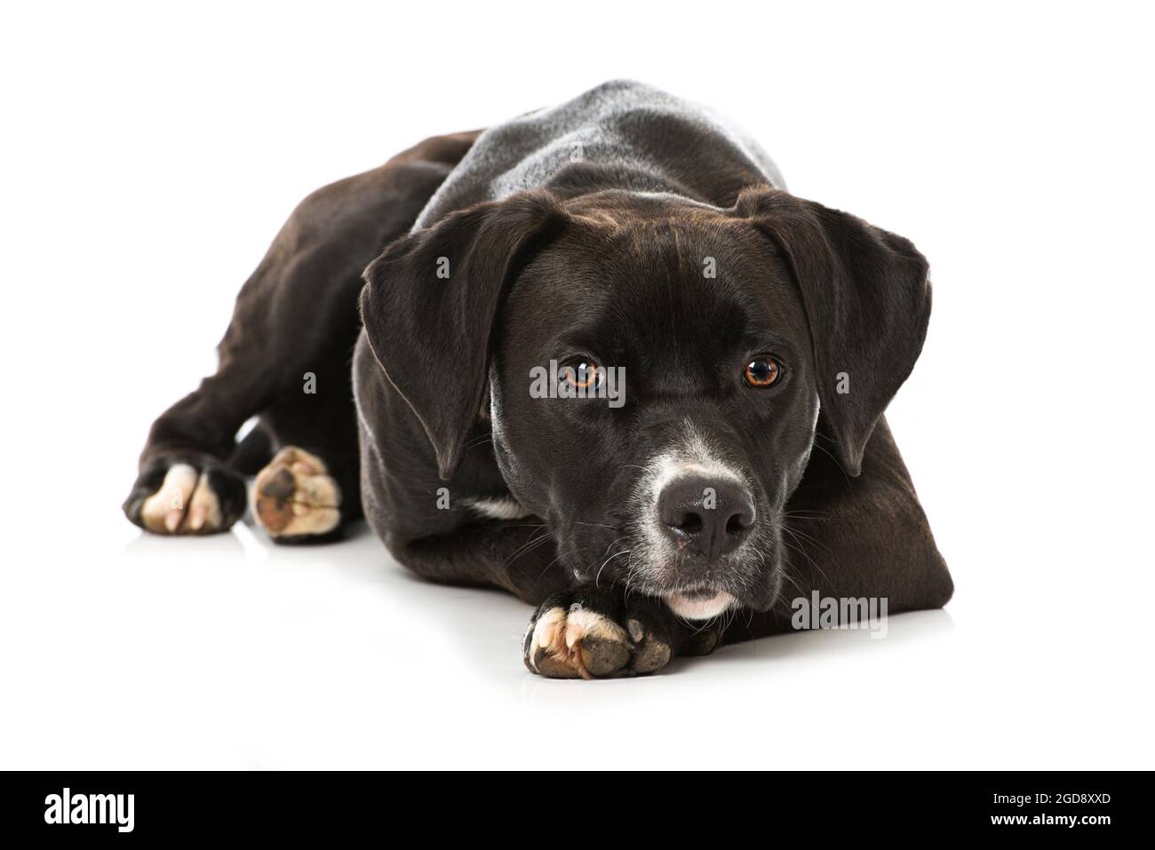 Cross breed dog on white background Stock Photo - Alamy