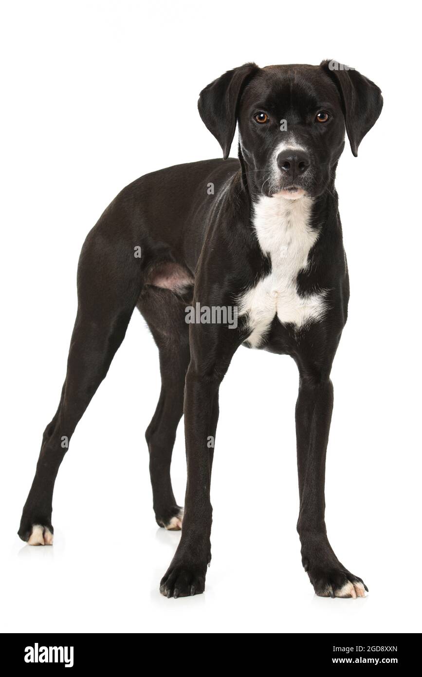 Cross breed dog on white background Stock Photo - Alamy