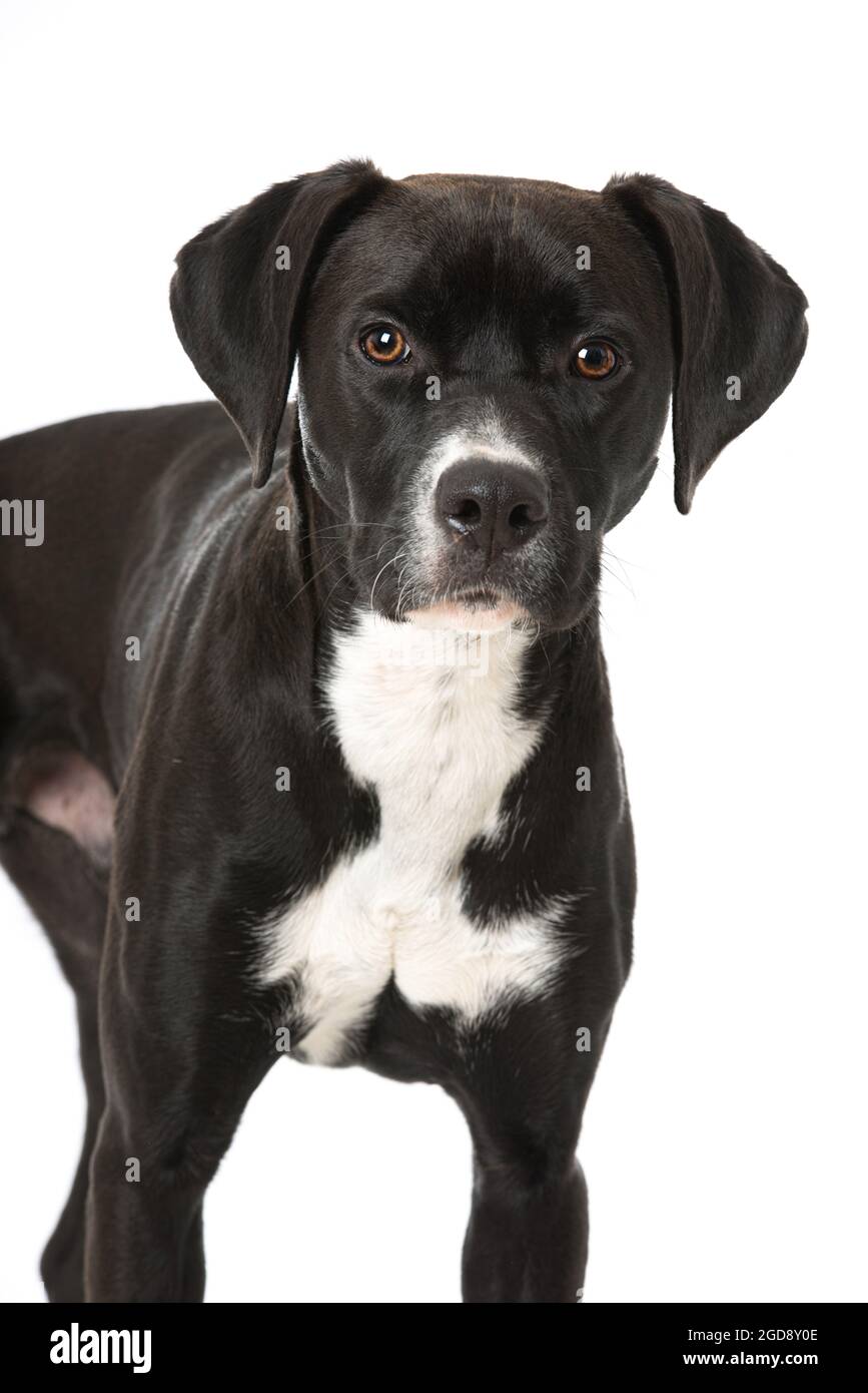 Cross breed dog on white background Stock Photo - Alamy