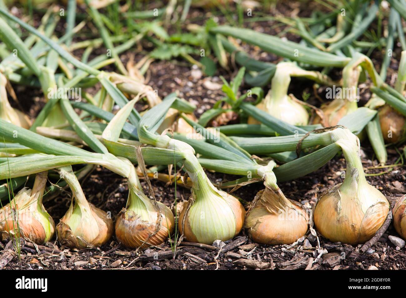 Growing onions - close-up of a line of onions / Allium cepa growing in ...