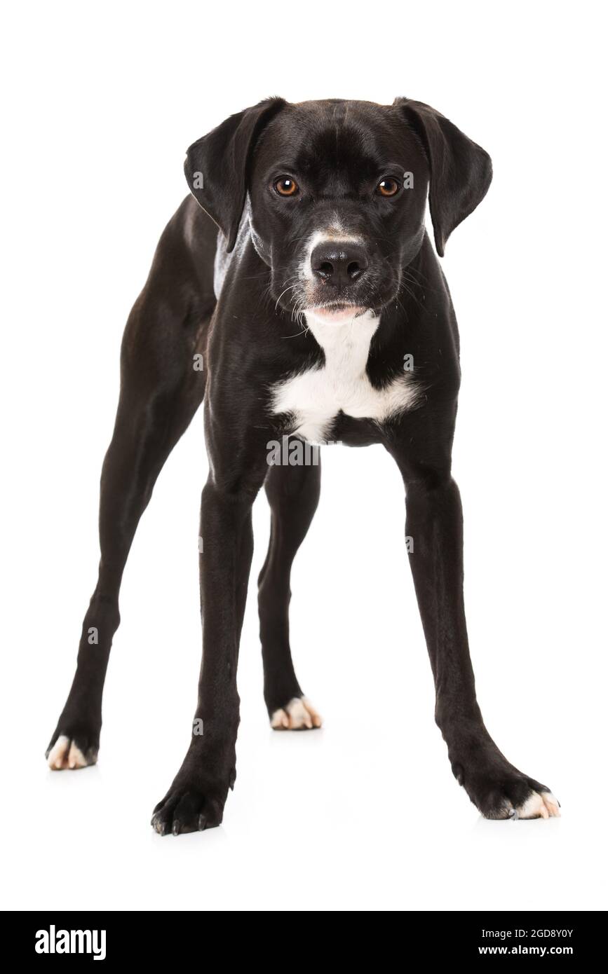 Cross breed dog on white background Stock Photo - Alamy