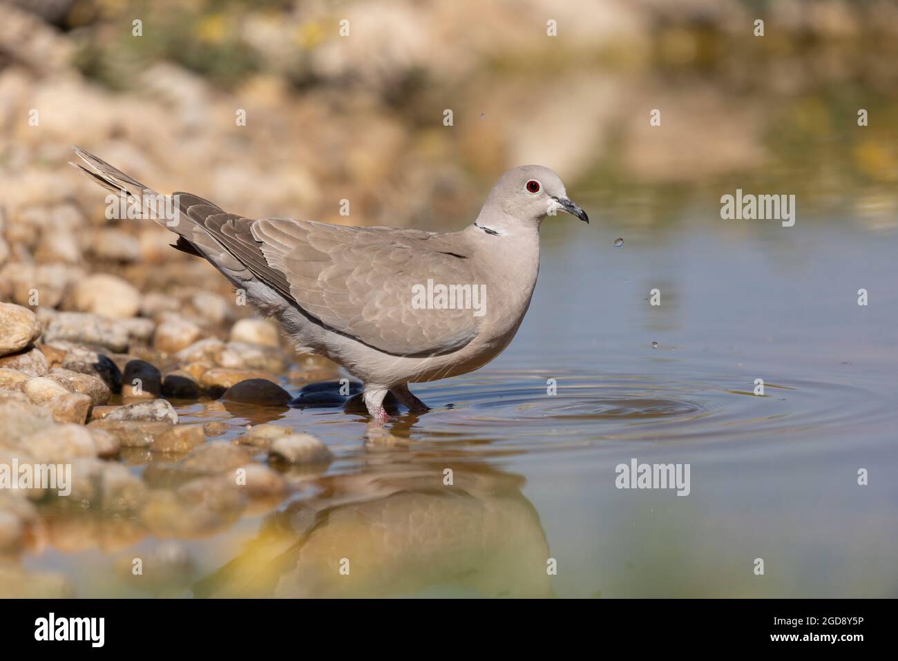 Collared Turtledove, Humedales de la Mancha, Spain, June 2021 Stock Photo Alamy
