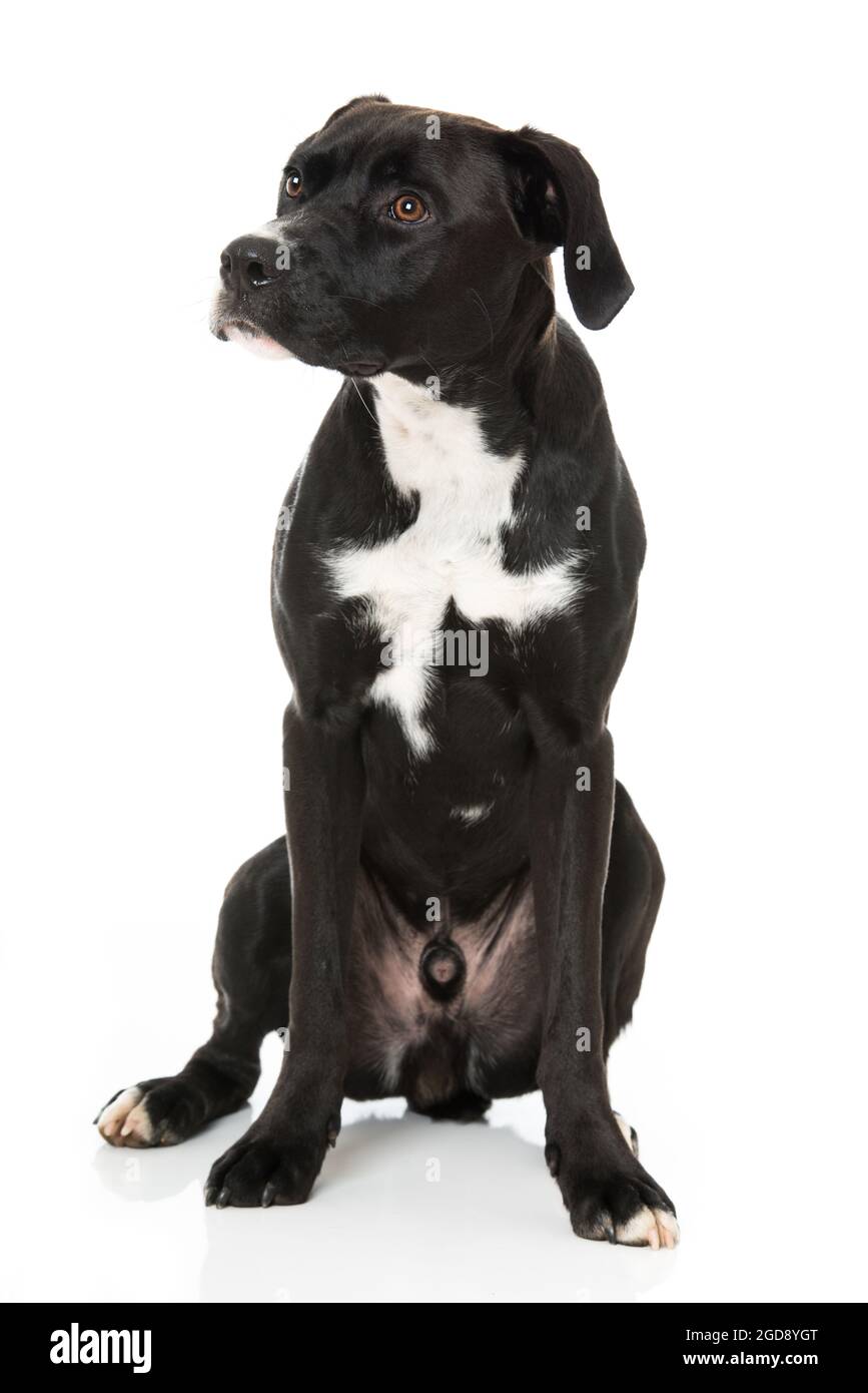 Cross breed dog on white background Stock Photo - Alamy