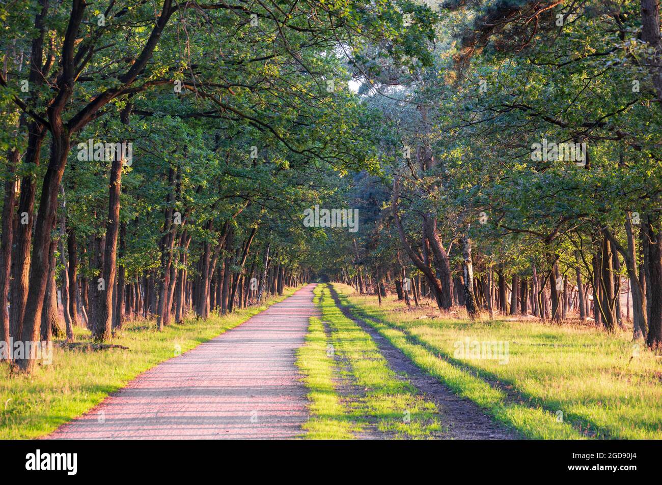Beautiful golden light at a lane sided by trees during golden hour at Bussumerheide, Bussum, Noord-Holland, The Netherlands, Stock photography Stock Photo