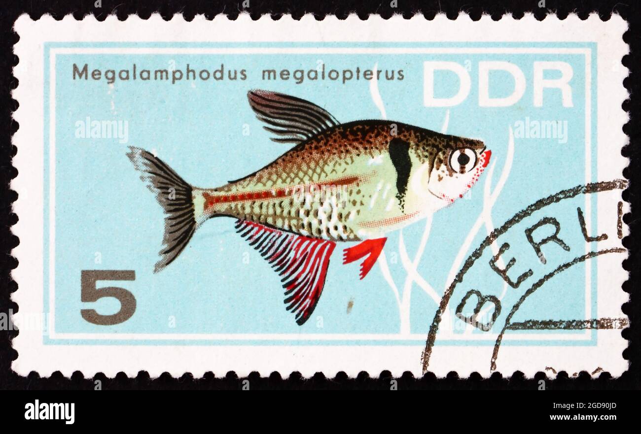 GDR - CIRCA 1966: a stamp printed in GDR shows Megalamphodus Megalopterus, Tropical Fish, circa 1966 Stock Photo