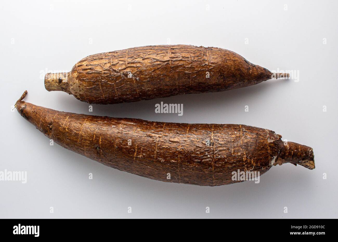 Cassava roots ./ Manic botanically called Manihot esculenta Stock Photo