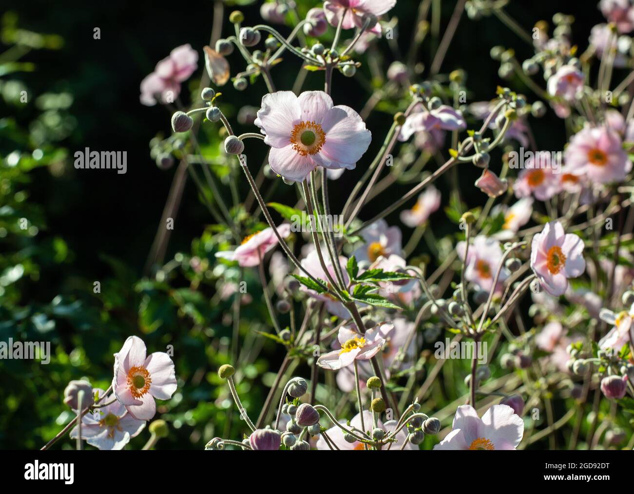 Japanese anemone flowers (Anemone hupehensis) Stock Photo