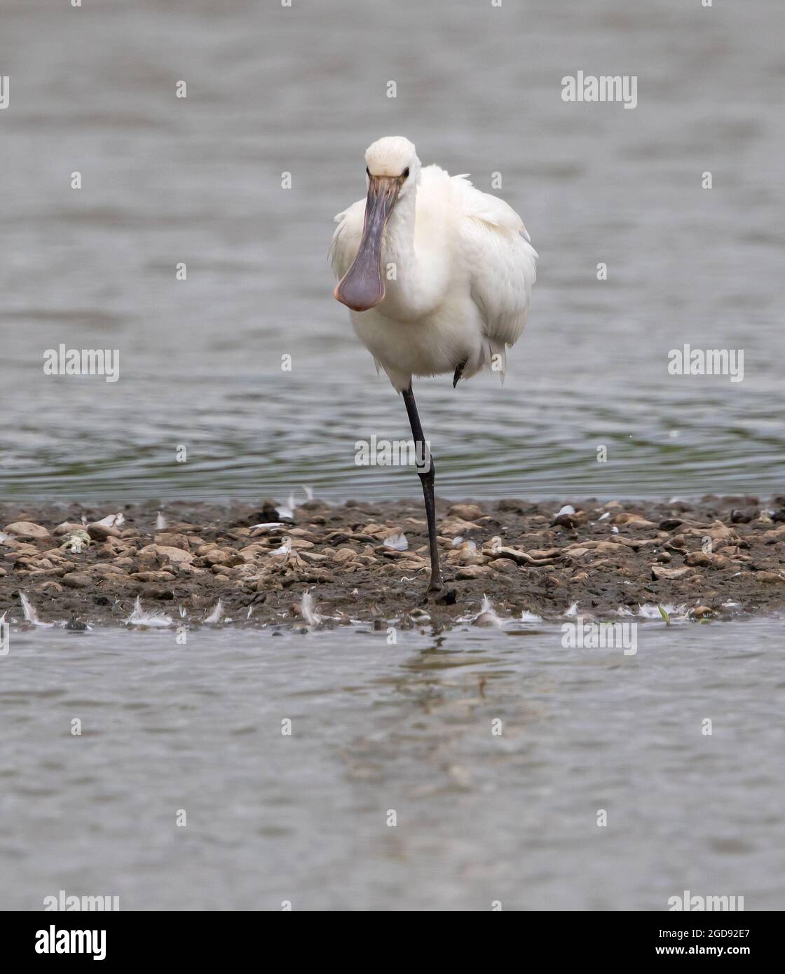 Spoonbill in Gloucestershire UK A rare visitor Stock Photo - Alamy
