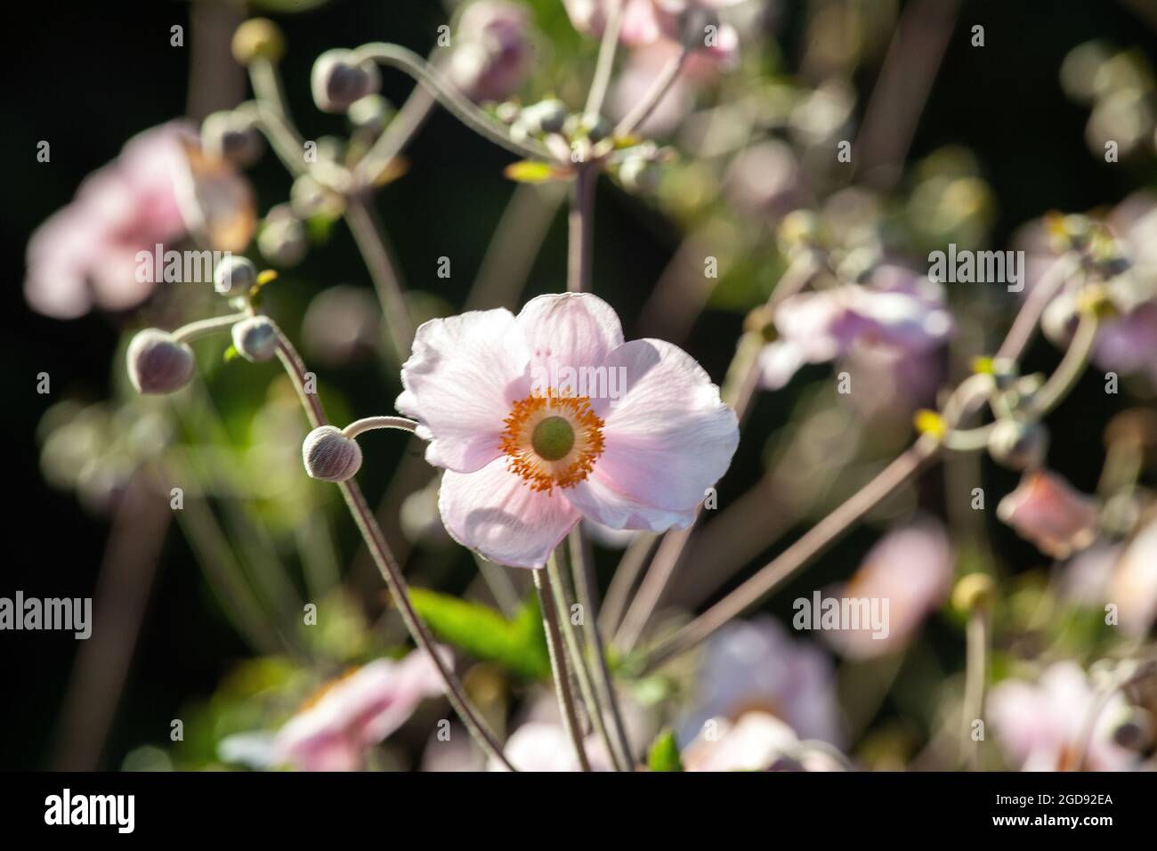 Japanese anemone flowers (Anemone hupehensis) Stock Photo