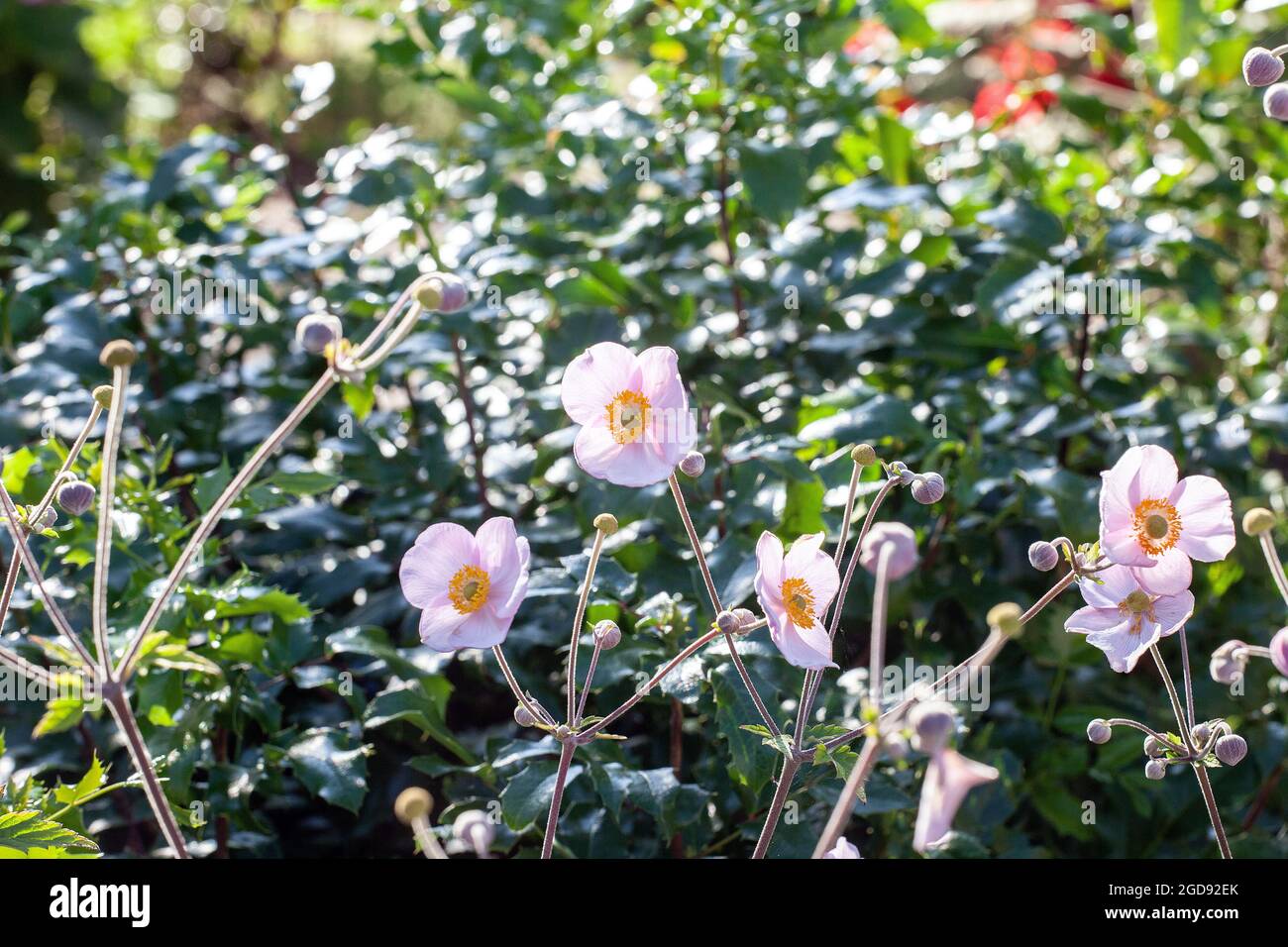 Japanese anemone flowers (Anemone hupehensis) Stock Photo