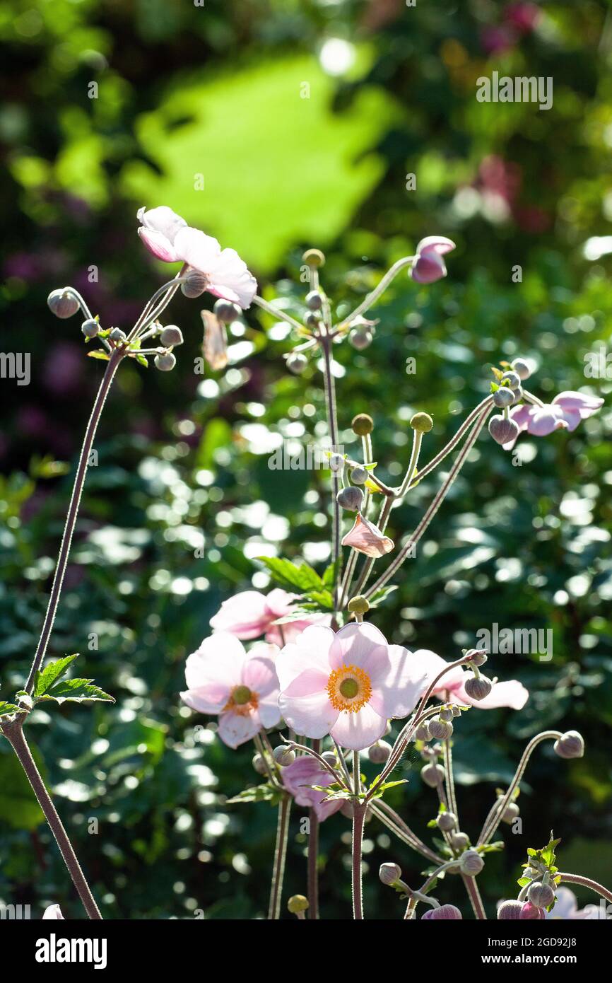 Japanese anemone flowers (Anemone hupehensis) Stock Photo