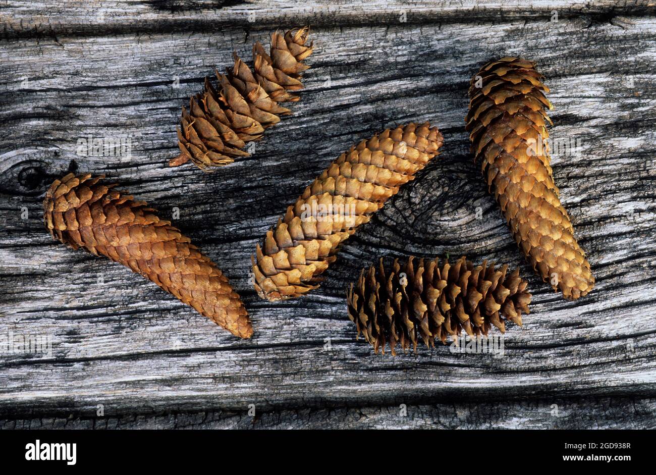FRANCE, HAUTE-SAVOIE (74) NORWAY SPRUCE OR PICEA ABIES CONES Stock Photo