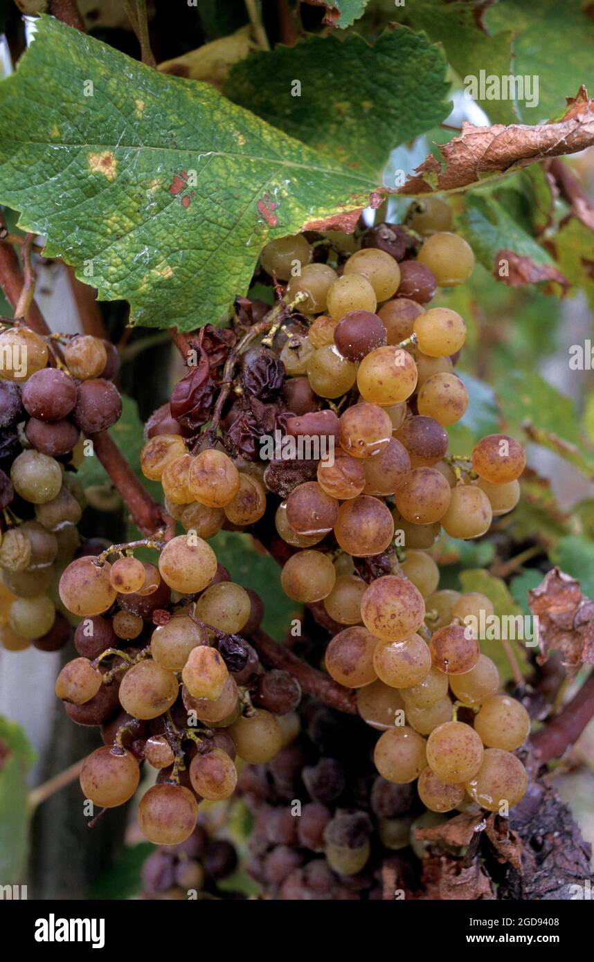 FRANCE. GIRONDE (33) WINE OF BORDEAUX, SAUTERNES VINEYARD, BOTRYTIS CINEREA ON A BUNCH OF GRAPES Stock Photo