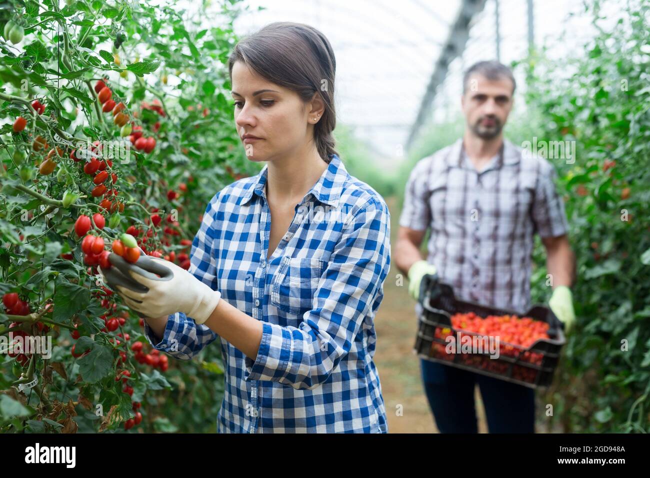 Man and woman harvest cherry tomatoes in greenhouse Stock Photo - Alamy
