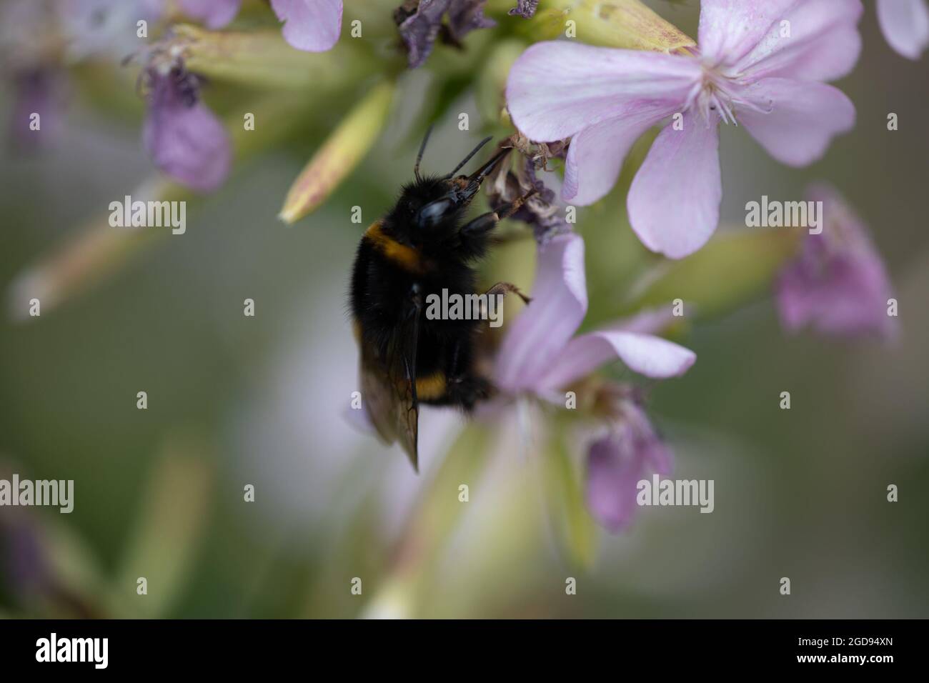 Buff-tailed Bumble Bee queen (Bombus terrestris) on Saponaria Stock Photo