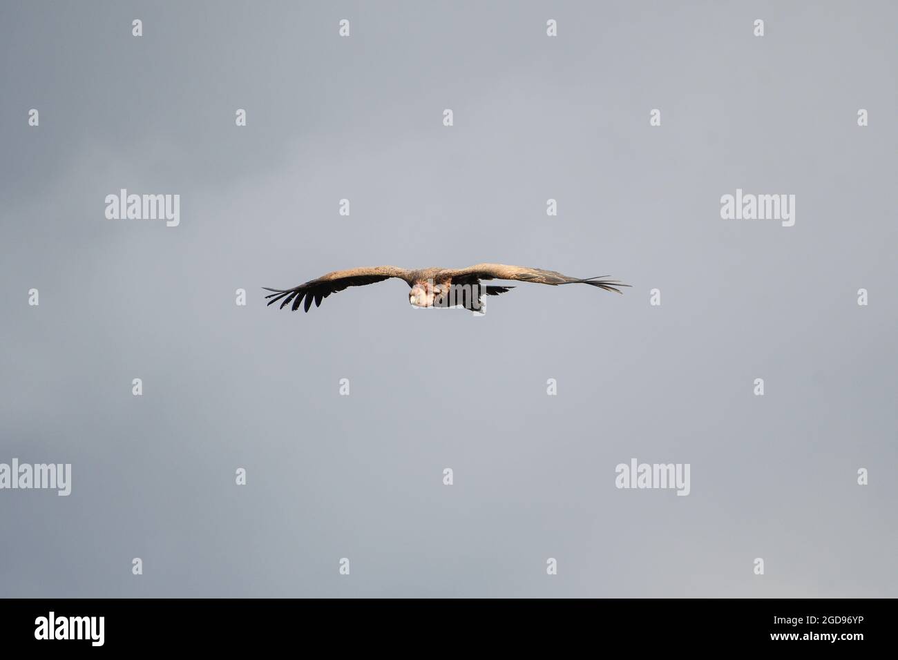 griffon vulture in flight Stock Photo