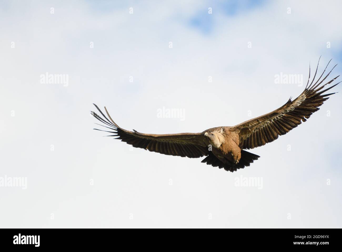 Close-up of griffon vulture in flight Stock Photo