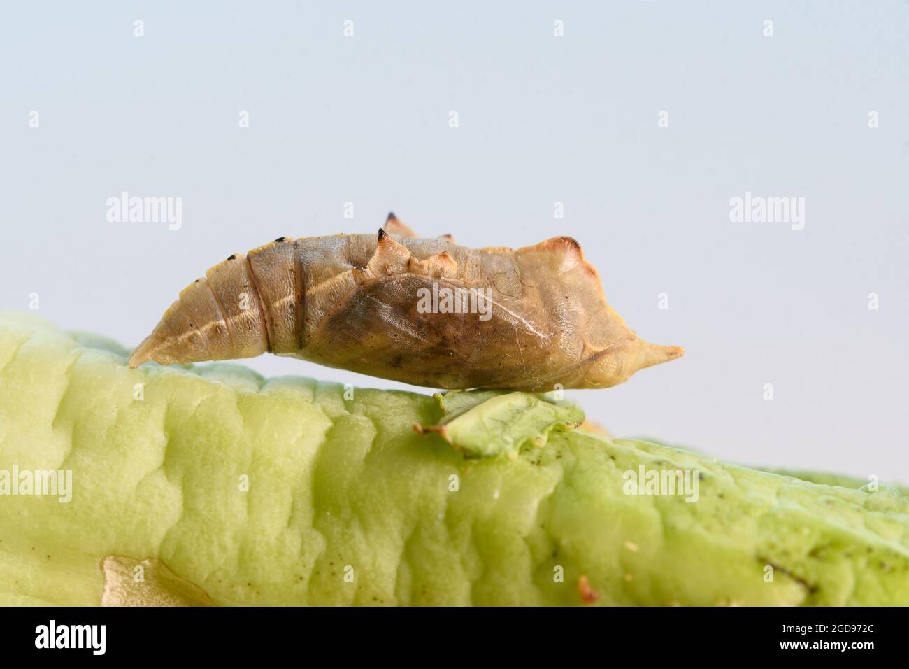 European cabbage butterfly pupa Stock Photo Alamy