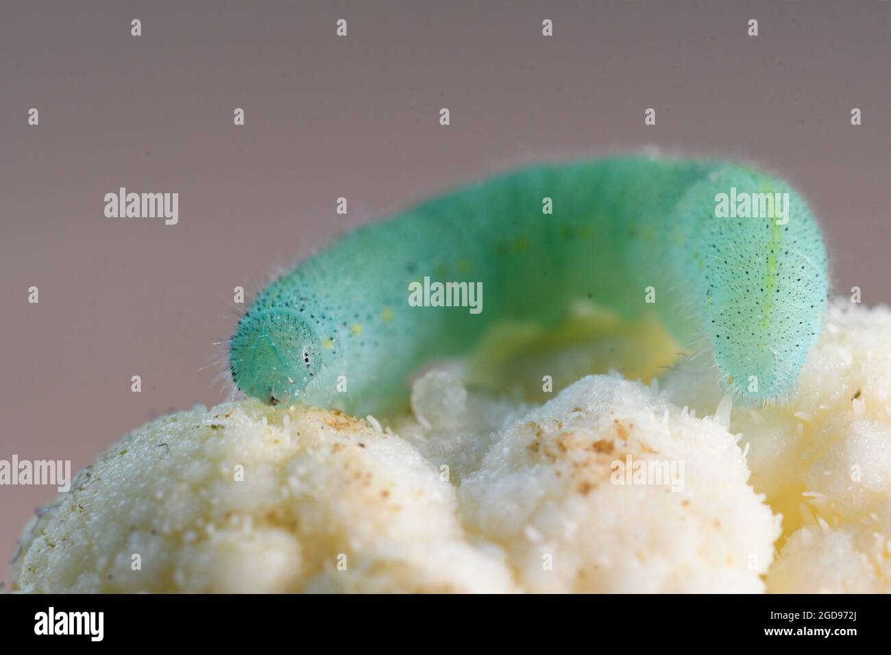 larva of European cabbage butterfly Stock Photo