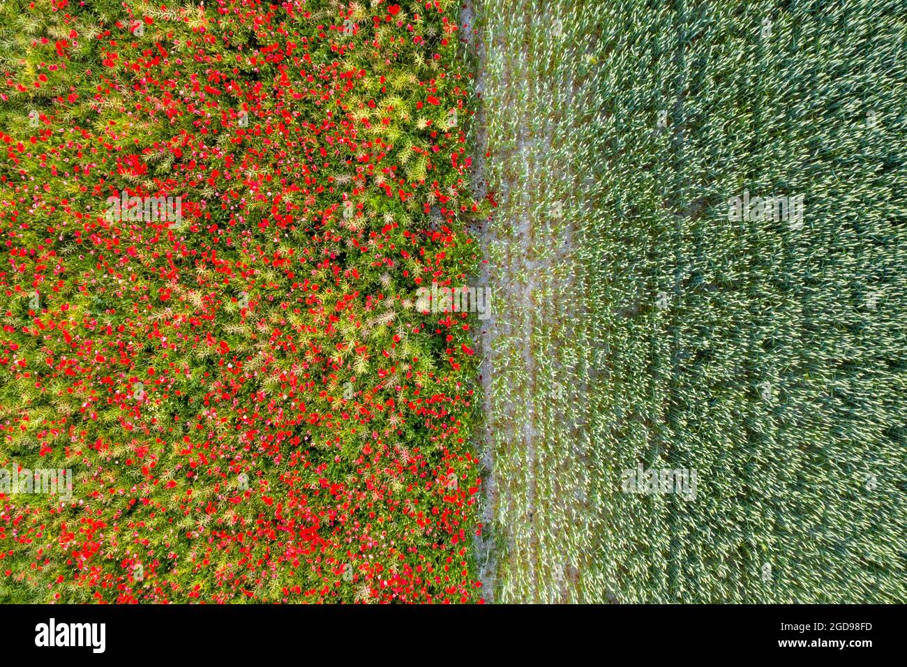 Coquelicots dans un champ de colza jouxtant un champ de blé, France, Pas de Calais, printemps Stock Photo