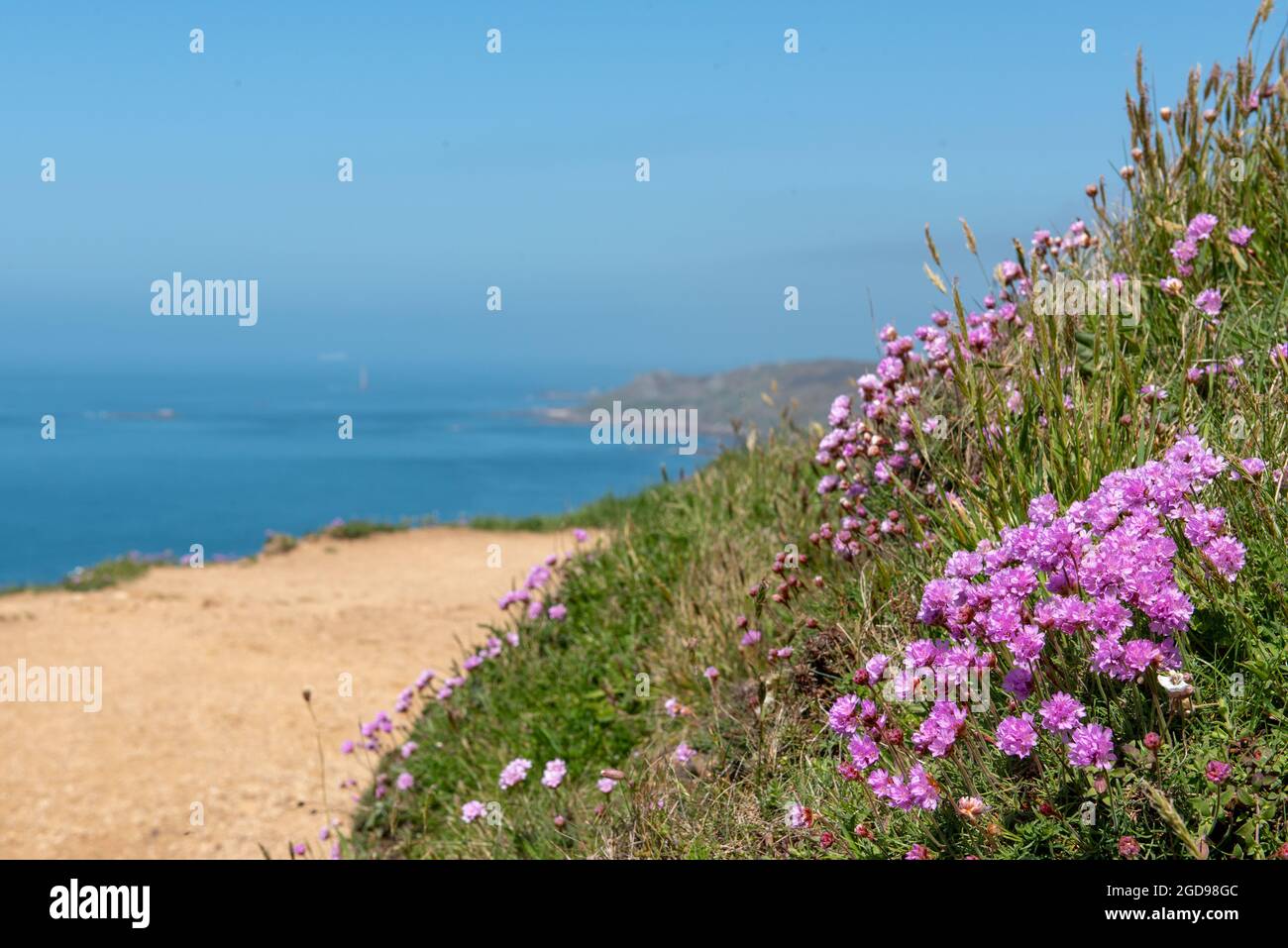 Armeria maritima-Gazon d'Espagne-Oeillet de mer sur le bord d'une falaise, France, Manche, Printemps. Stock Photo