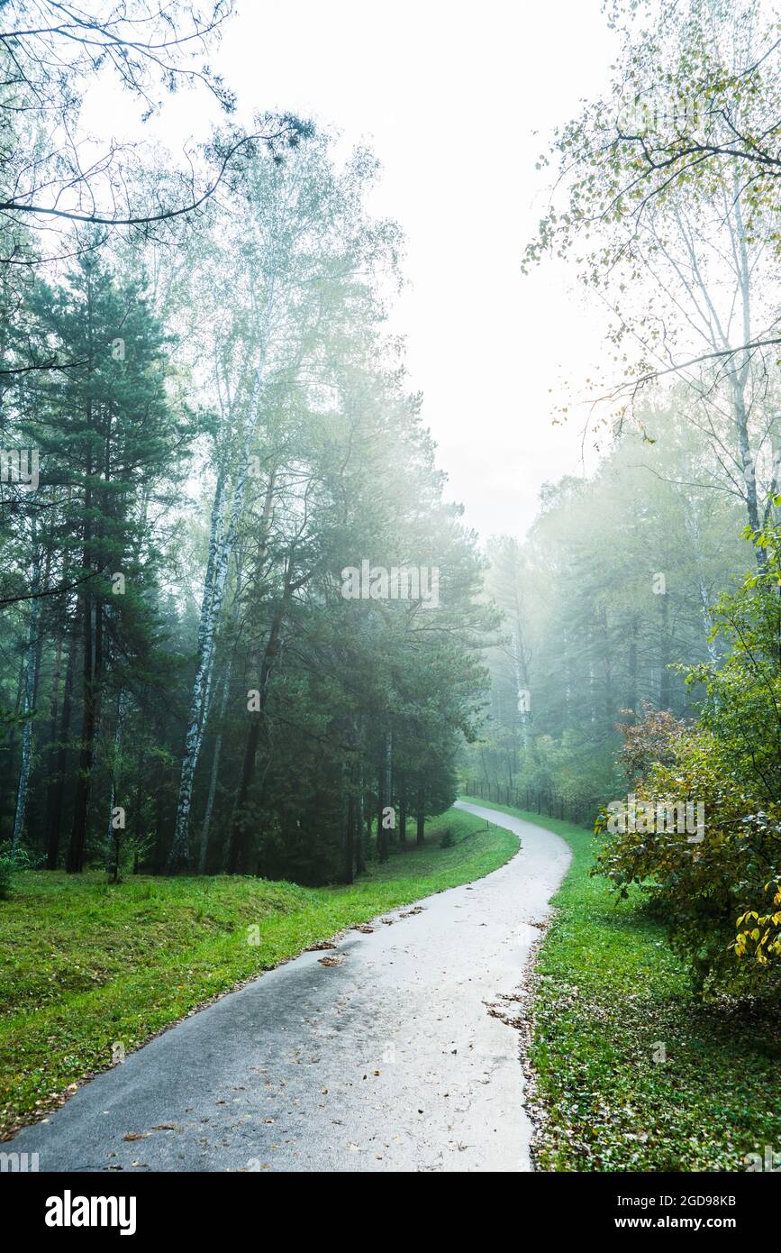 Pathway through beautiful summer forest with different trees Stock ...