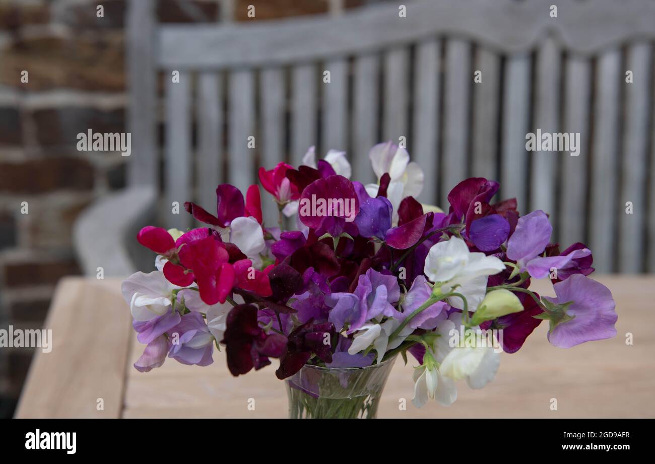 Arrangement of Freshly Picked Home Grown Summer Flowering Sweet Peas (Lathyrus odoratus) on an Outdoor Teak Wooden Table in a Country Cottage Garden Stock Photo