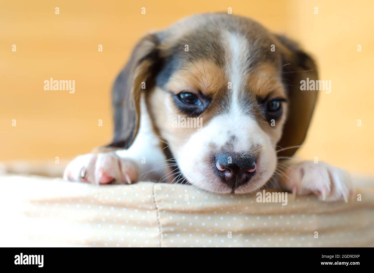 Beagle Puppy Basket High Resolution Stock Photography and Images - Alamy