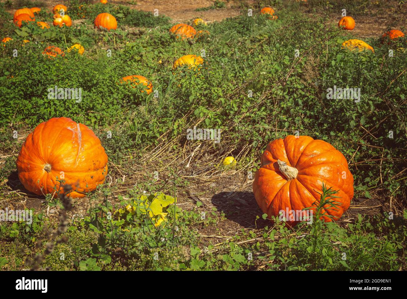 Orange pumpkins on pumpkin hi-res stock photography and images - Alamy