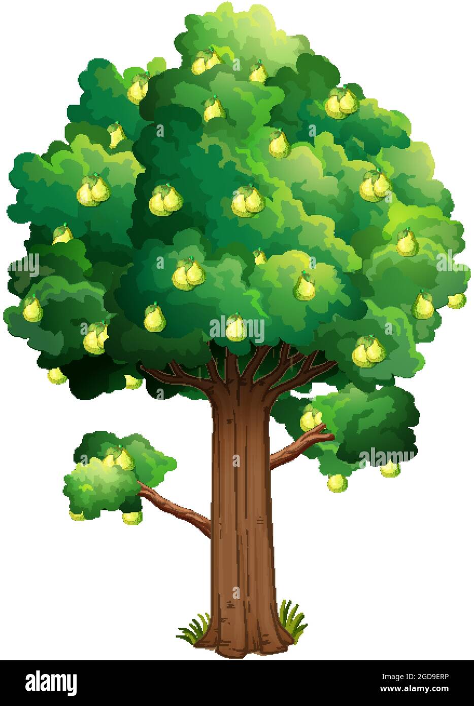 Pear fruit tree isolated on white background illustration Stock Vector ...
