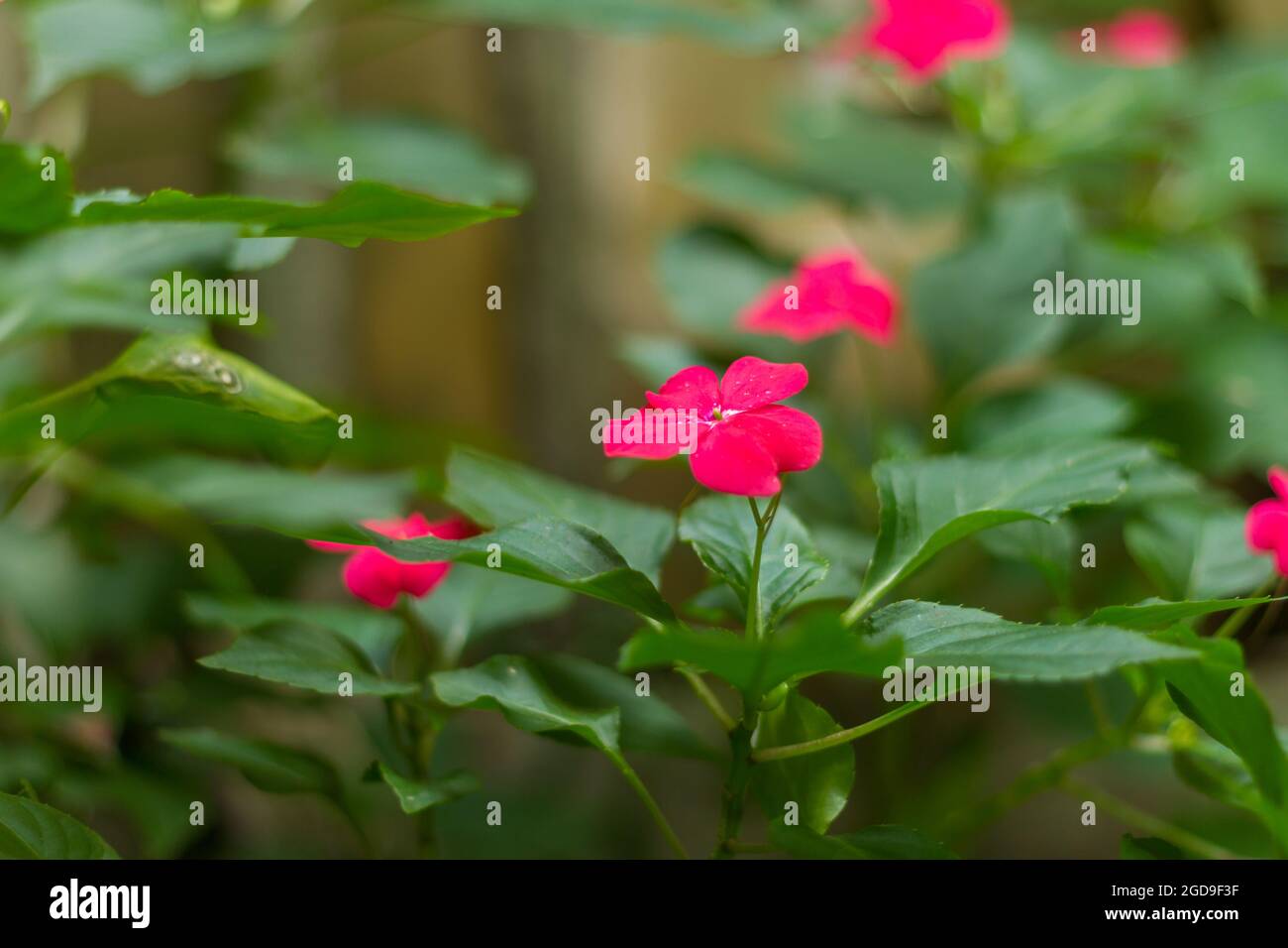 Impatiens balsamina, commonly known as balsam, garden balsam, rose balsam, touch-me-not or spotted snapweed, is a species of plant native to India Stock Photo
