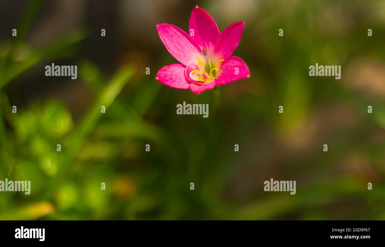 rose fairy lily grows in the yard as a mini garden decoration. Zephyranthes rosea, commonly known as the Cuban zephyrlily, rosy rain lily, rose fairy Stock Photo