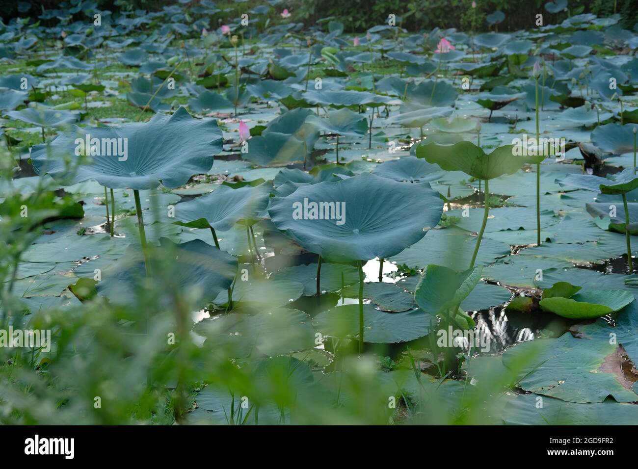 Water Pond fully covered by lotus and its green leafs Stock Photo - Alamy