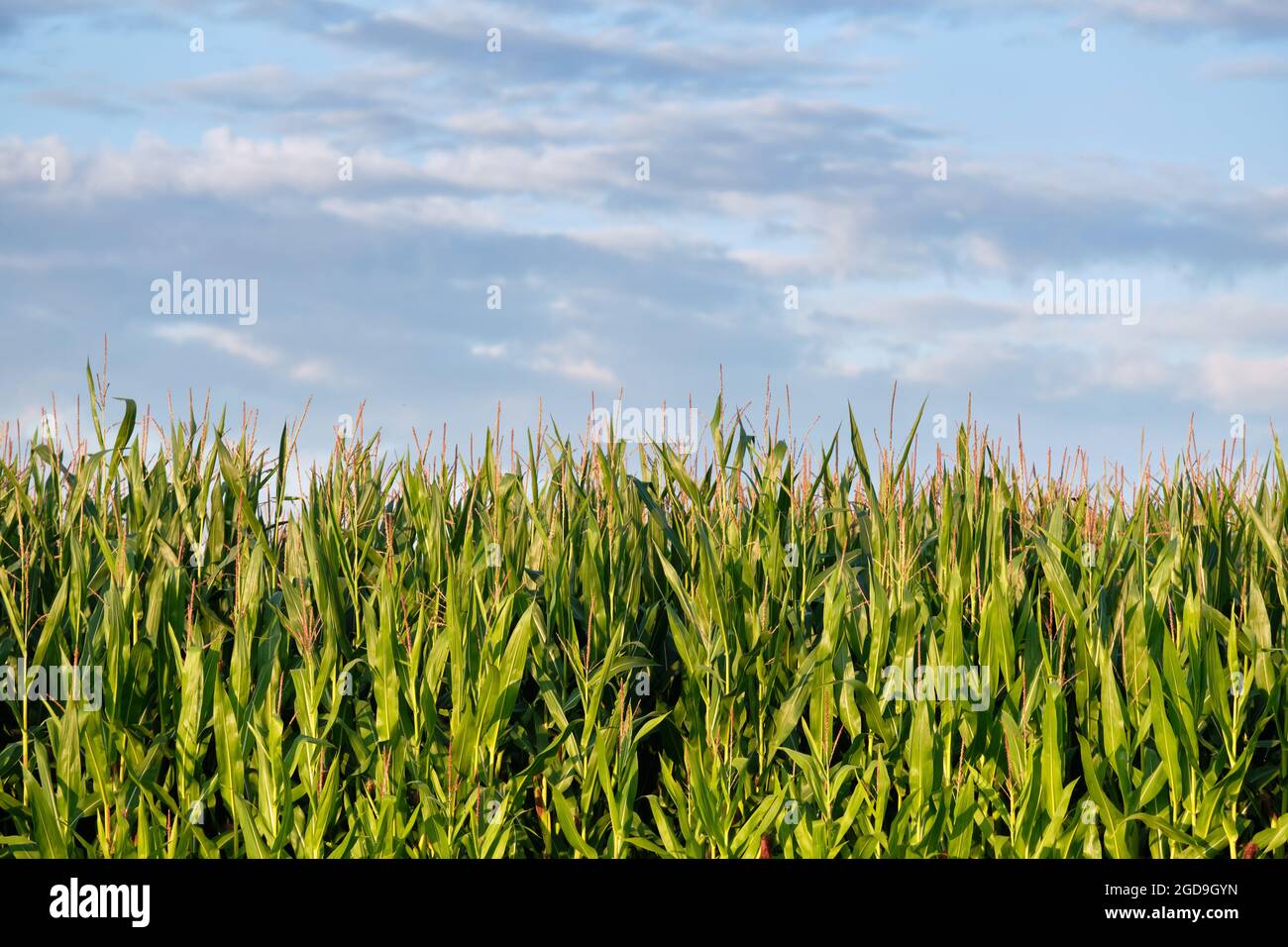 Closeup of a green cornfield with maize in Germany in August Stock Photo