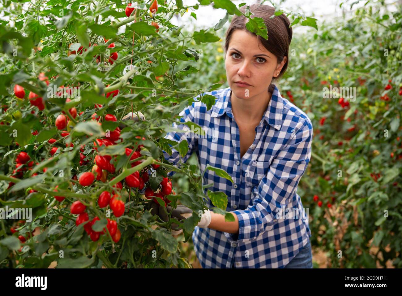 Female farmer harvesting red grape tomatoes in greenhouse Stock Photo ...